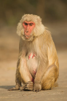 rhesus